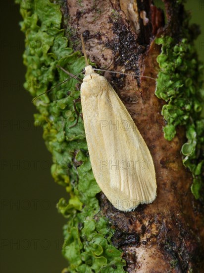 Orange Footman (Eilema sororcula)