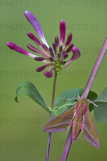 Elephant Hawkmoth (Deilephila elpenor)