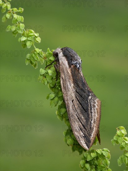 Privet Hawkmoth (Sphinx ligustri)