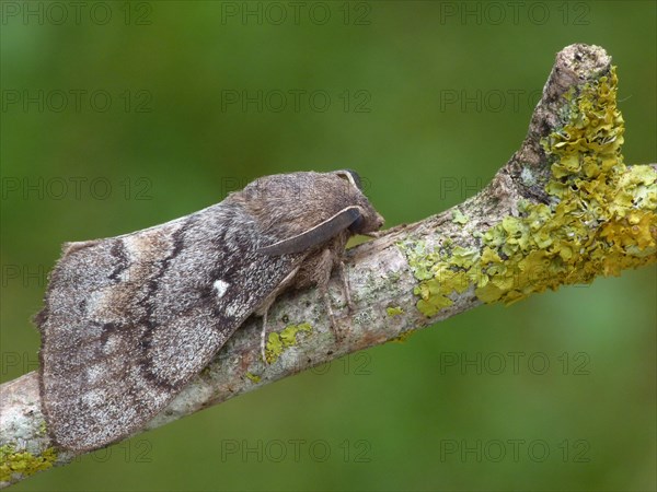 Pine-tree Lappet (Dendrolimus pini)