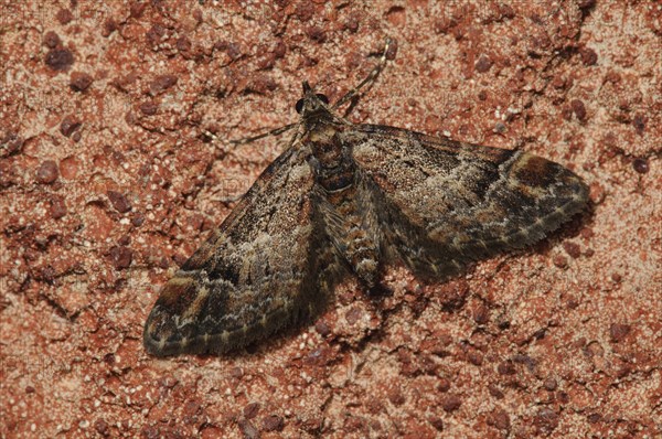 Double-striped Pug (Gymnoscelis rufifasciata)