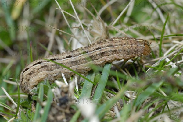 Square-spot Rustic Moth (Xestia xanthographa)