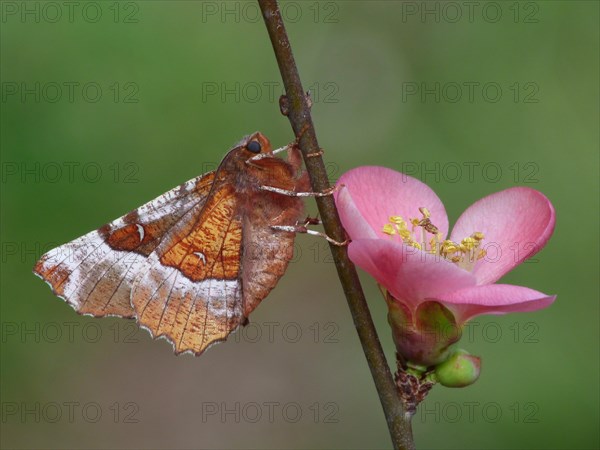 Purple Thorn Moth (Selenia tetralunaria)