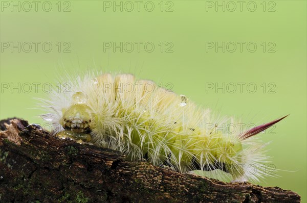 Pale Tussock Moth (Calliteara pudibunda)