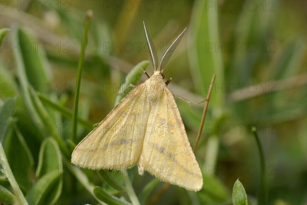 Yellow Belle (Semiaspilates ochrearia)