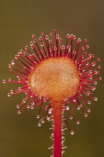 Round-leaved Sundew (Drosera rotundifolia)