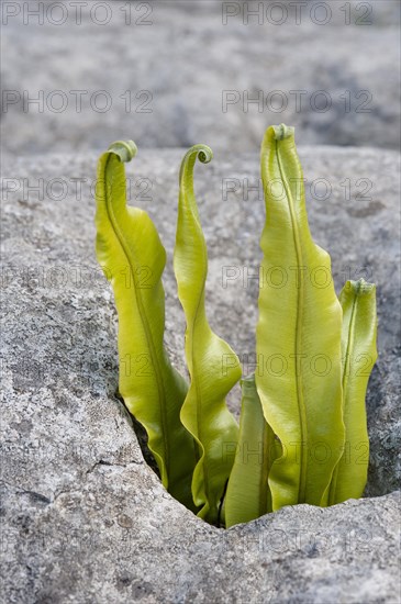 Hart's-tongue Fern (Phyllitis scolopendrium)