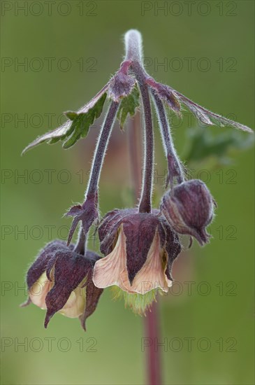 Water Avens (Geum rivale)