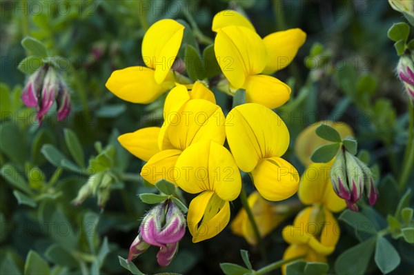 Bird's-foot Trefoil (Lotus corniculatus)