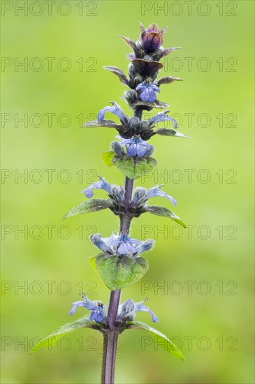 Common Bugle (Ajuga reptans)