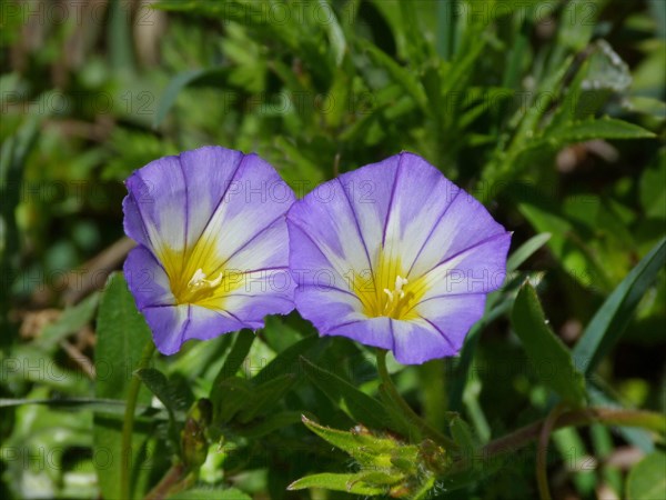 Dwarf Convolvulus (Convolvulus tricolor)