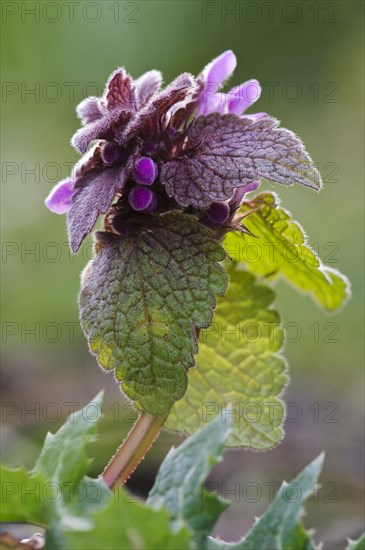 Red Dead-nettle (Lamium purpureum)