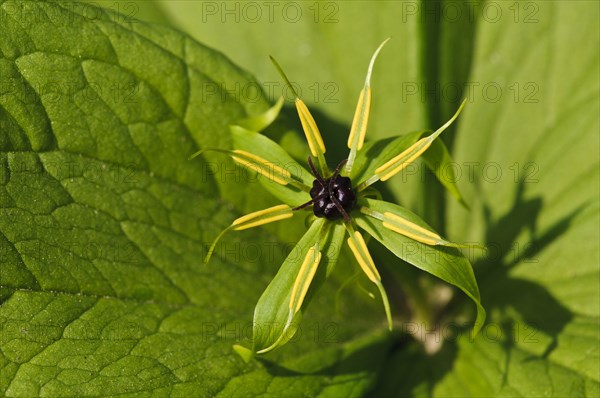 Herb Paris (Paris quadrifolia)