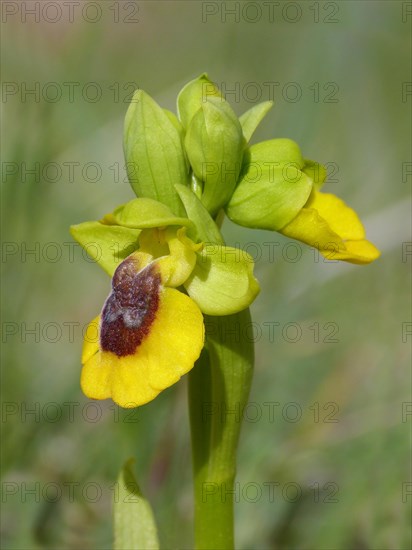 Yellow Bee Orchid (Ophrys lutea)