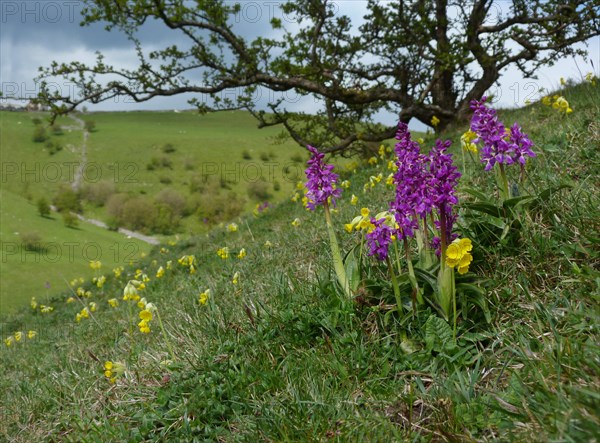 Early Purple Orchid (Orchis mascula)