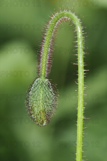 Corn Poppy (Papaver rhoeas)