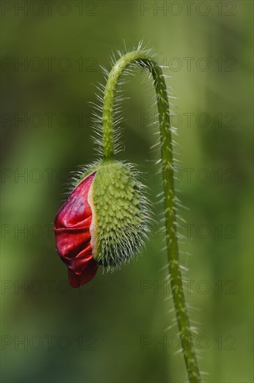 Corn Poppy (Papaver rhoeas)