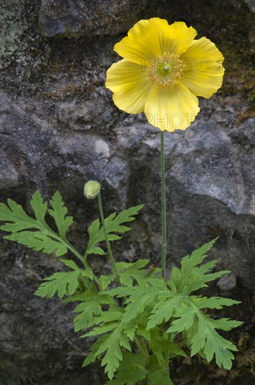 Welsh Poppy (Meconopsis cambrica)