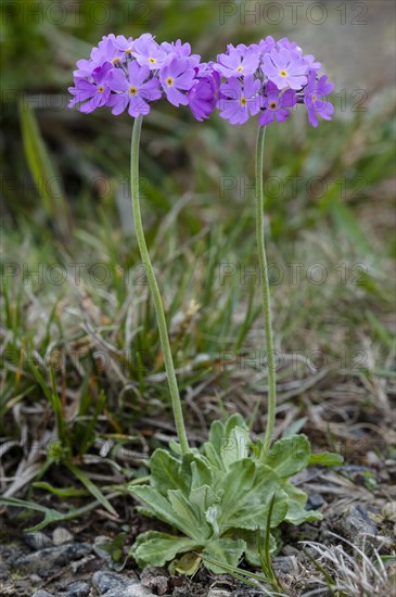 Birdseye Primrose (Primula farinosa)