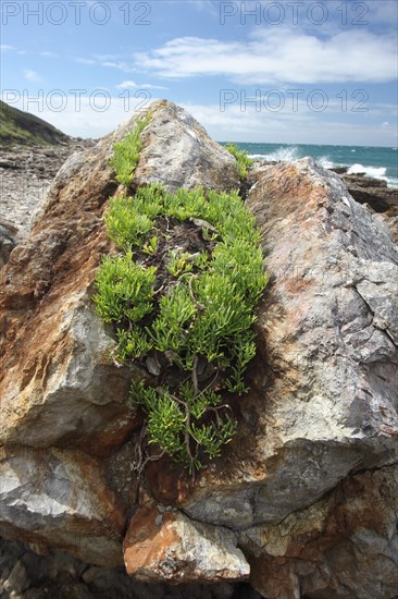 Rock Samphire (Crithmum maritimum)