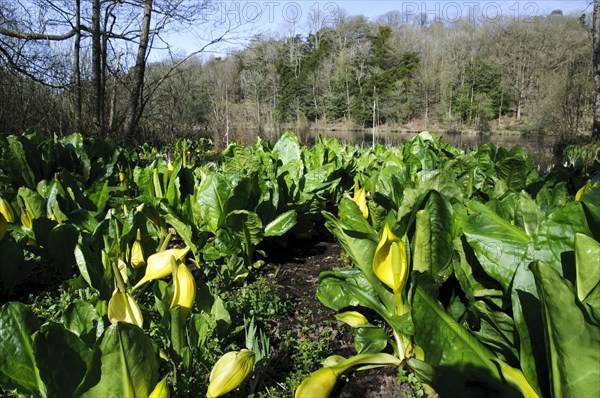 Yellow Skunk Cabbage (Lysichiton americanus)