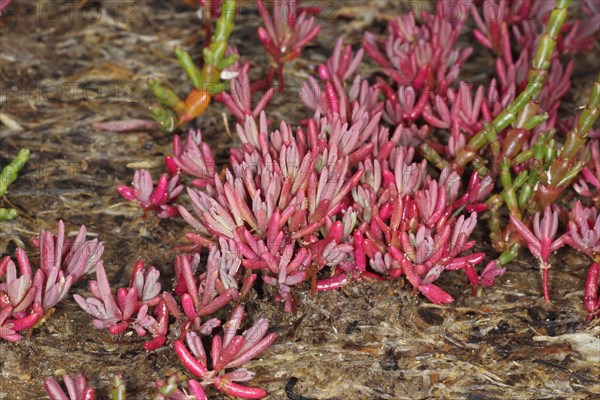 Annual Sea-blite (Suaeda maritima)