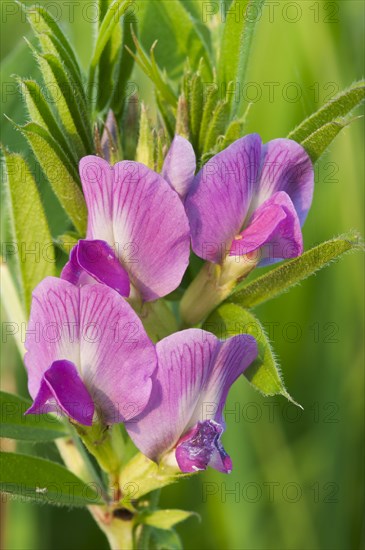 Common Vetch (Vicia sativa)