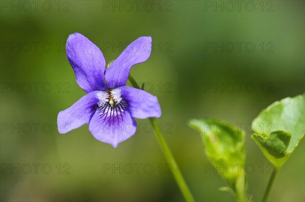 Common Dog Violet (Viola riviniana)