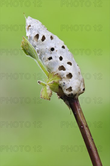 Bramble Stem Gall Wasp (Diastrophus rubi)