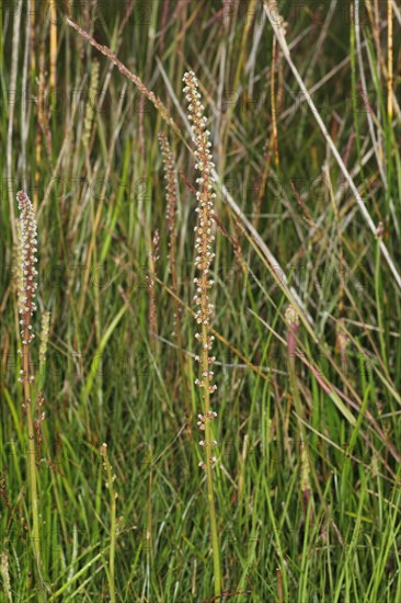 Sea Arrowgrass (Triglochin maritima)