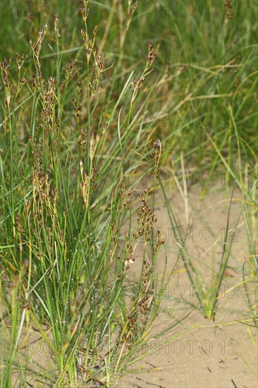 Saltmarsh Rush (Juncus gerardii)