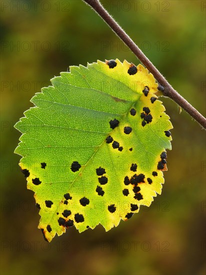 Common Alder (Alnus glutinosa)