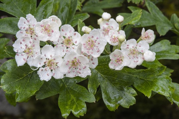 Common Hawthorn (Crataegus monogyna)