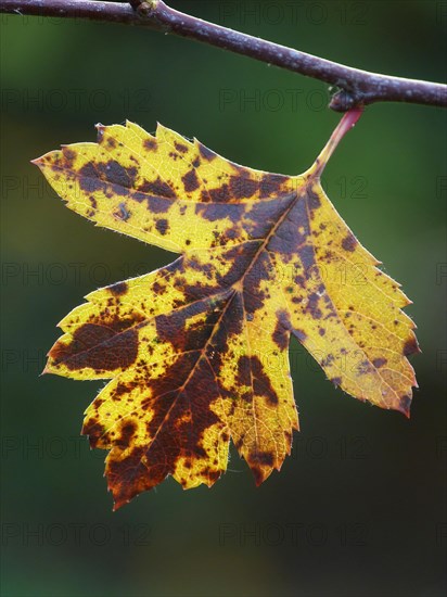 Common Hawthorn (Crataegus monogyna)