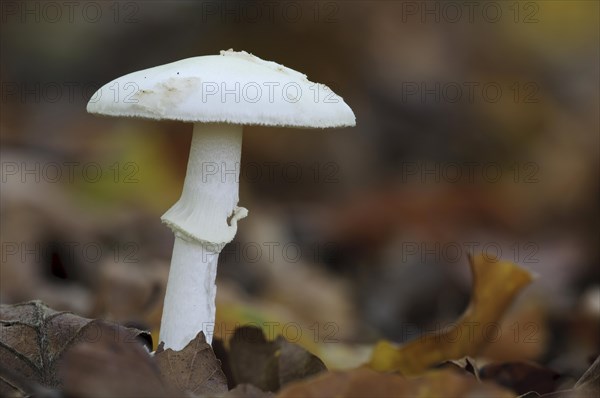 False Death-cap (Amanita citrina)