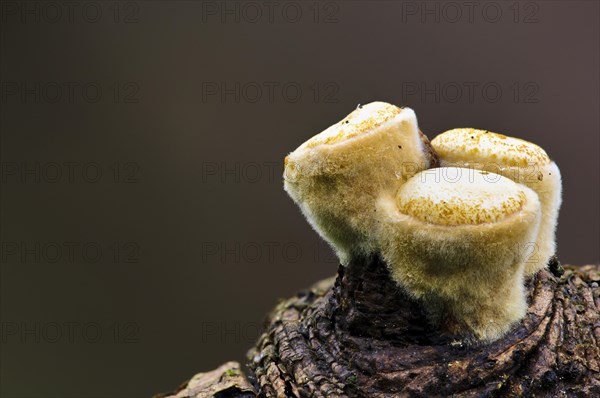 Field Bird's Nest Fungus (Crucibulum laeve)