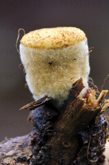 Field Bird's Nest Fungus (Crucibulum laeve)