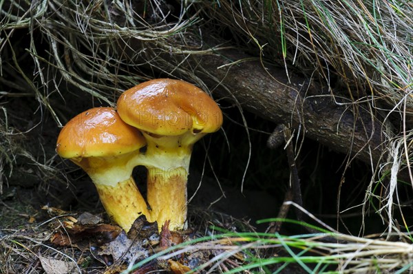 Larch Bolete (Suillus grevillei)