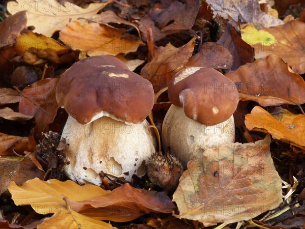 Cep (Boletus edulis)