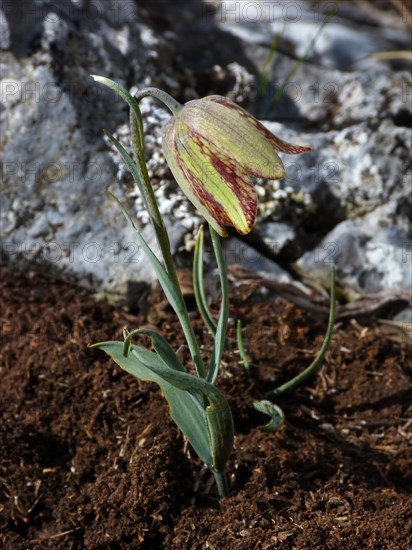 Portuguese Fritillary (Fritillaria lusitanica)