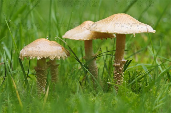 Earthy Powdercap (Cystoderma amianthinum)