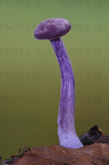 Amethyst Deceiver (Laccaria amethystea)