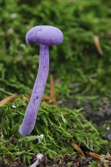 Amethyst Deceiver (Laccaria amethystea)