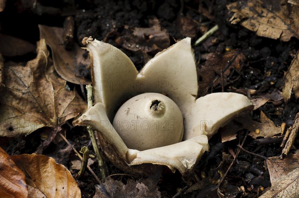 Common Earth-star (Geastrum triplex)