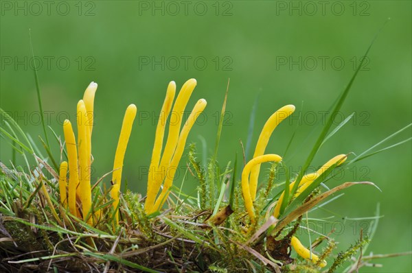 Golden Spindles (Clavulinopsis fusiformis)