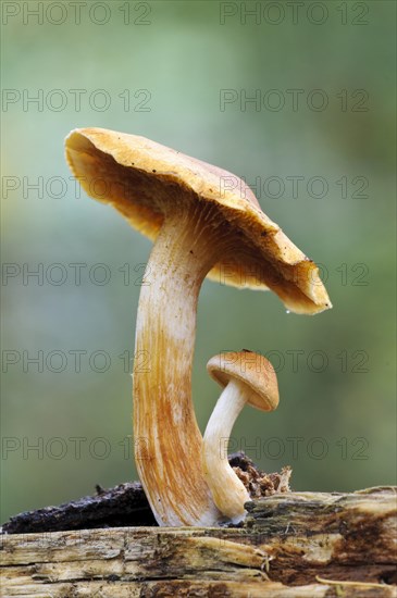 Common Rustgill (Gymnopilus penetrans)