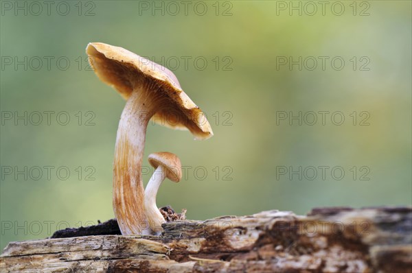 Common Rustgill (Gymnopilus penetrans)