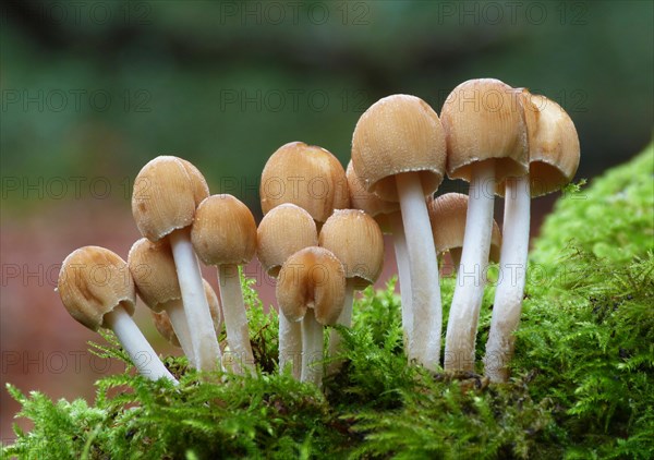 Glistening Ink Cap (Coprinus micaceus)