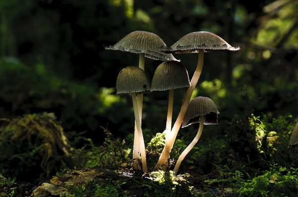 Glistening Inkcap (Coprinus micaceus)