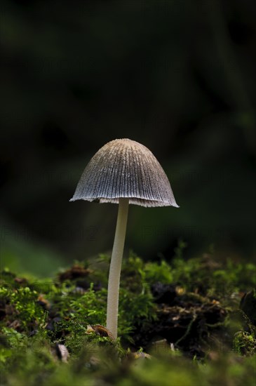 Glistening Inkcap (Coprinus micaceus)